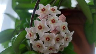 Hoya Carnosa in bloom