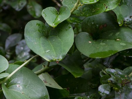 Greenbrier Vine