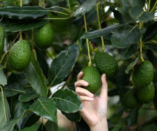 Picking avocado fruit