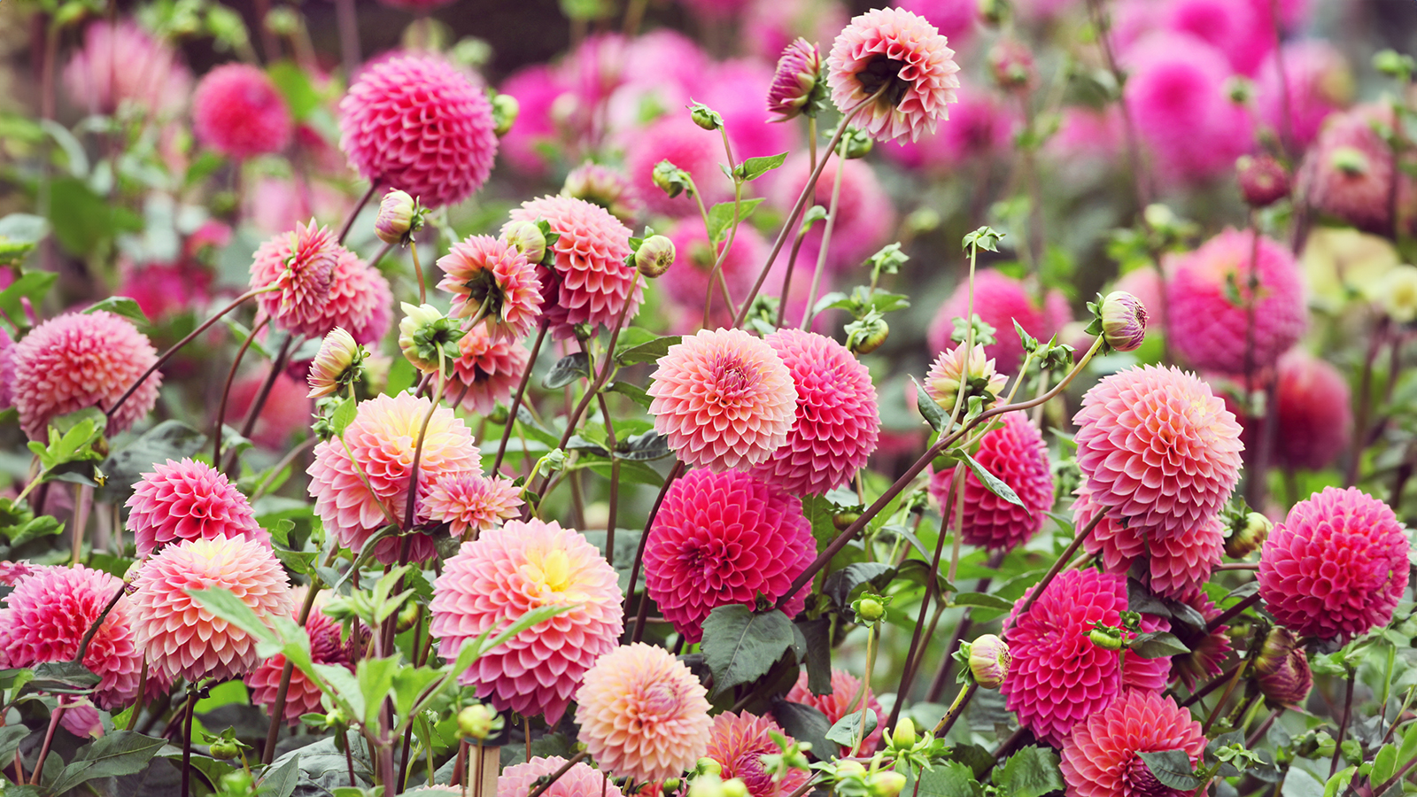 Sea of pink dahlias in garden