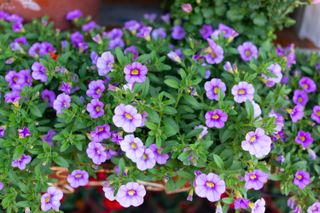 Close-up flower heads of Calibrachoa -