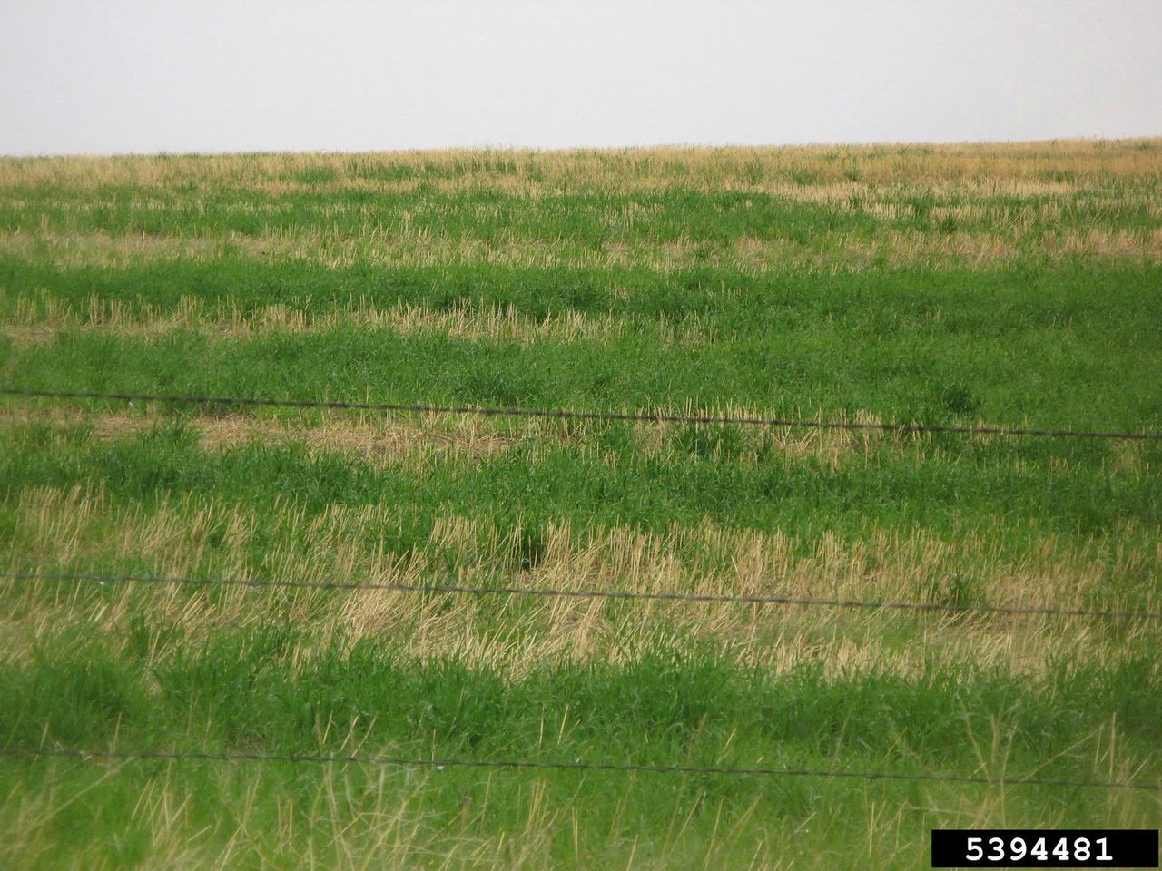 Rhizoctonia Root Rot In Field Of Barley