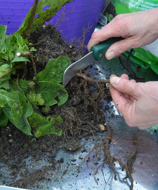 taking cuttings from a verbascum plant