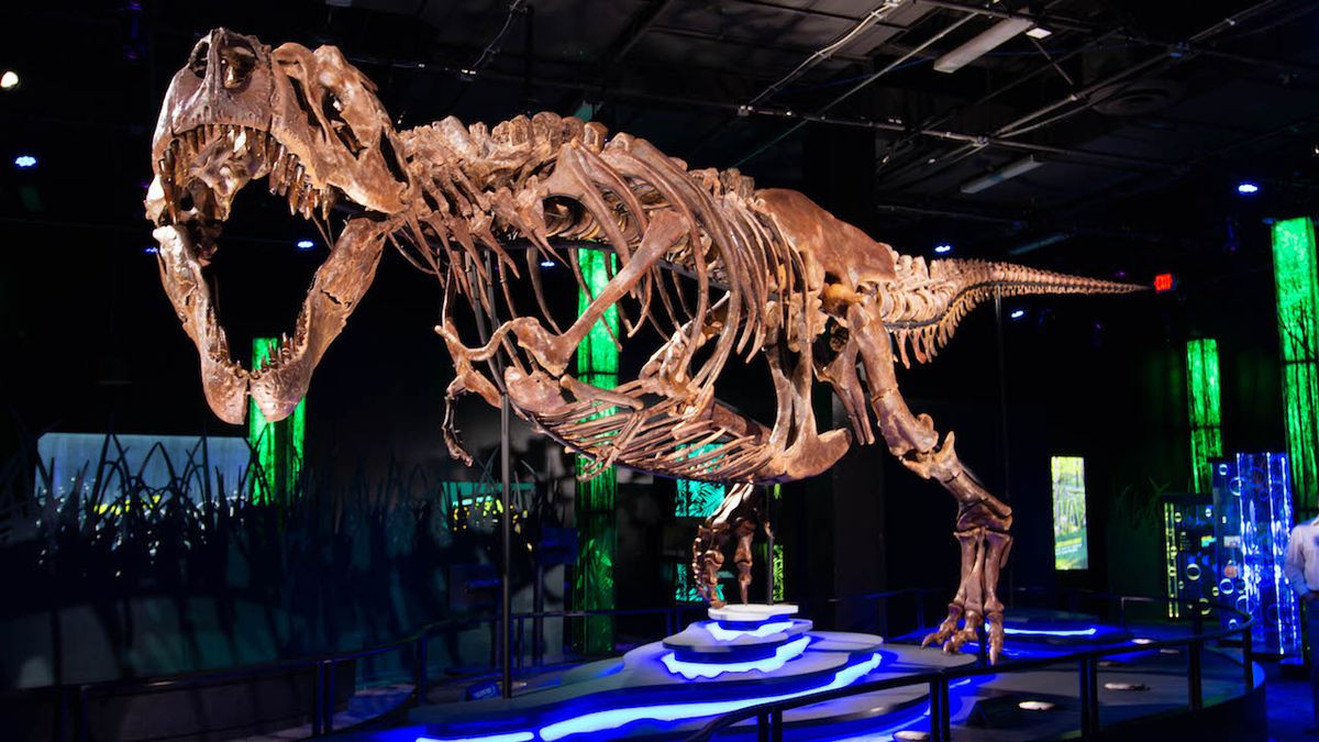 The exhibit is built around Victoria the tyrannosaurus rex, one of the most complete fossilized t-rex skeletons on record.