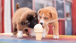 Puppies share an ice cream cone