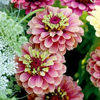 Zinnia 'Queen Red Lime' from Dobies