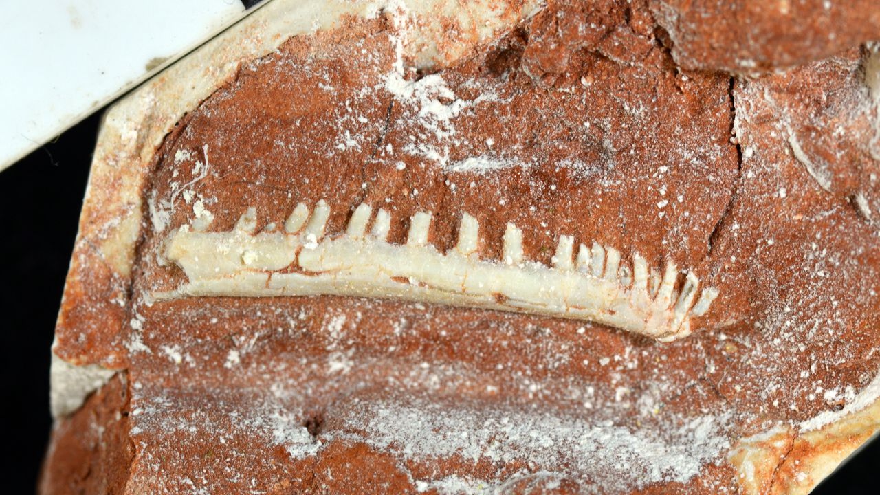 The lower left right jawbone of the lagerpetid Ixalerpeton, from the Triassic Santa Maria Sequence of southern Brazil.
