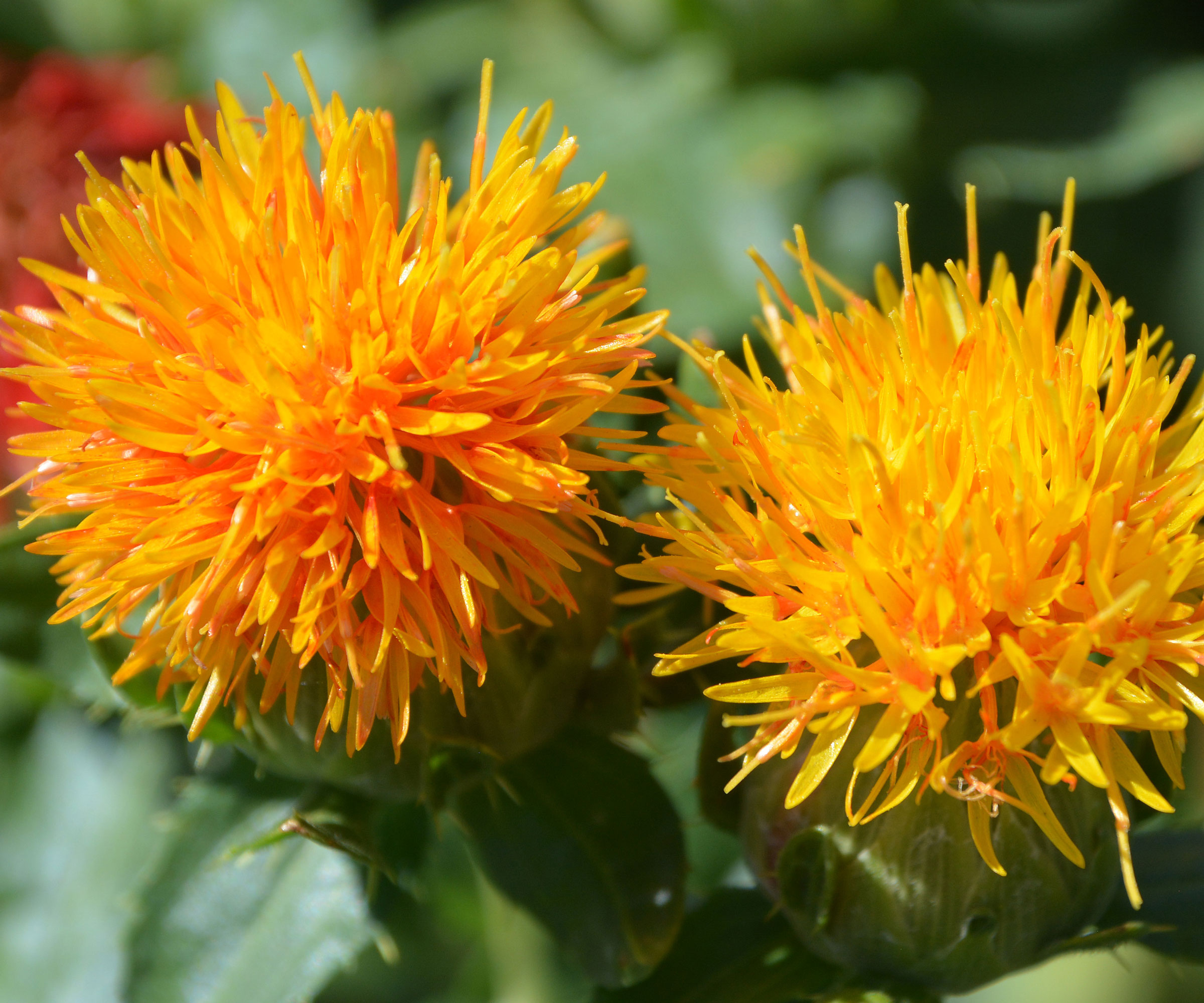safflower plants in full bloom