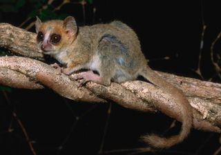 mouse-lemur-branch-110605