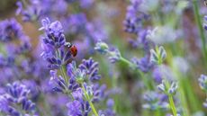 Lavender plant in bloom with a lady bug