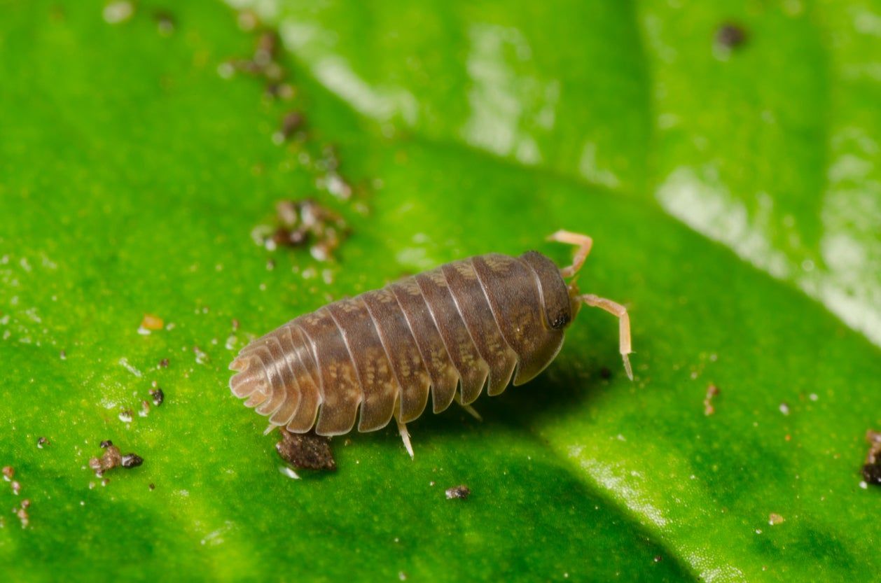 Sow Bug On Green Leaf