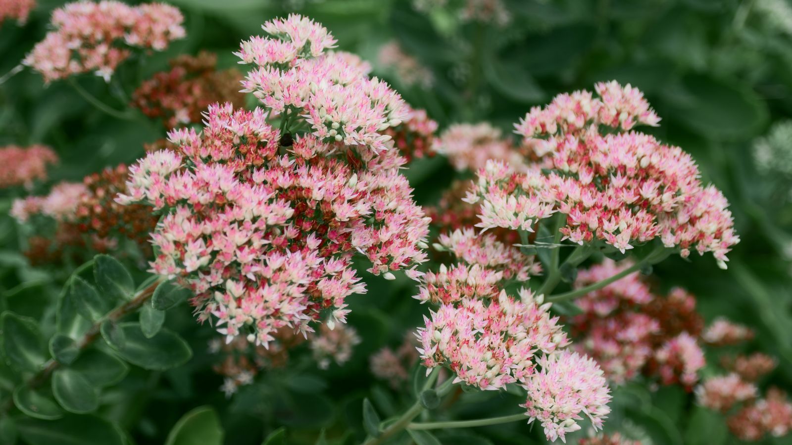 The Low-Maintenance, Drought-Proof Perennial Set to Dominate 2026 – Why Sedum is Every Gardener’s New Go-To