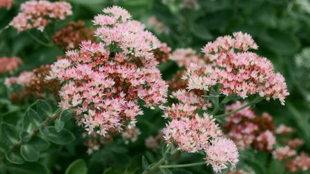Pink sedum flowers