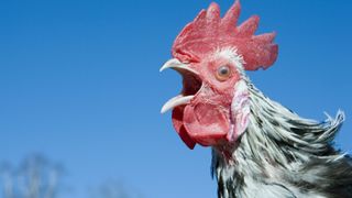 A close up of a crowing rooster