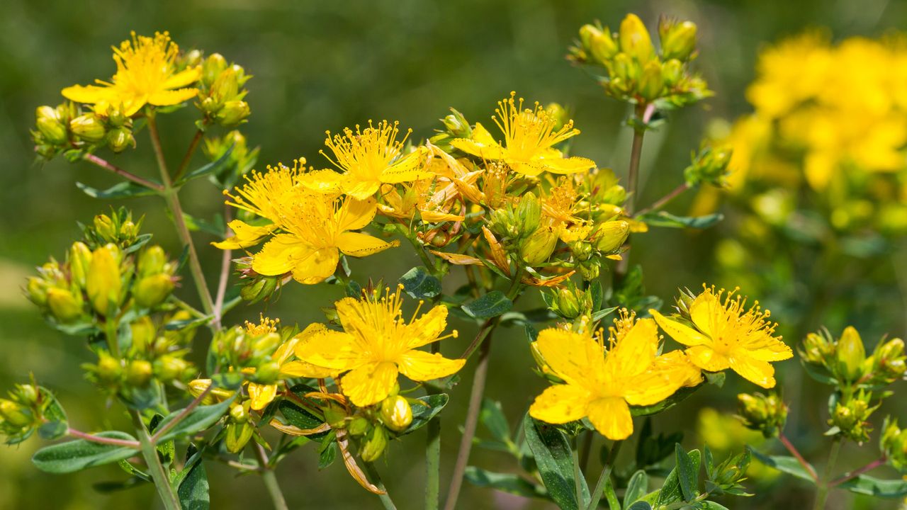 Hypericum, St John&#039;s Wort plant