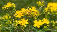 Hypericum, St John's Wort plant