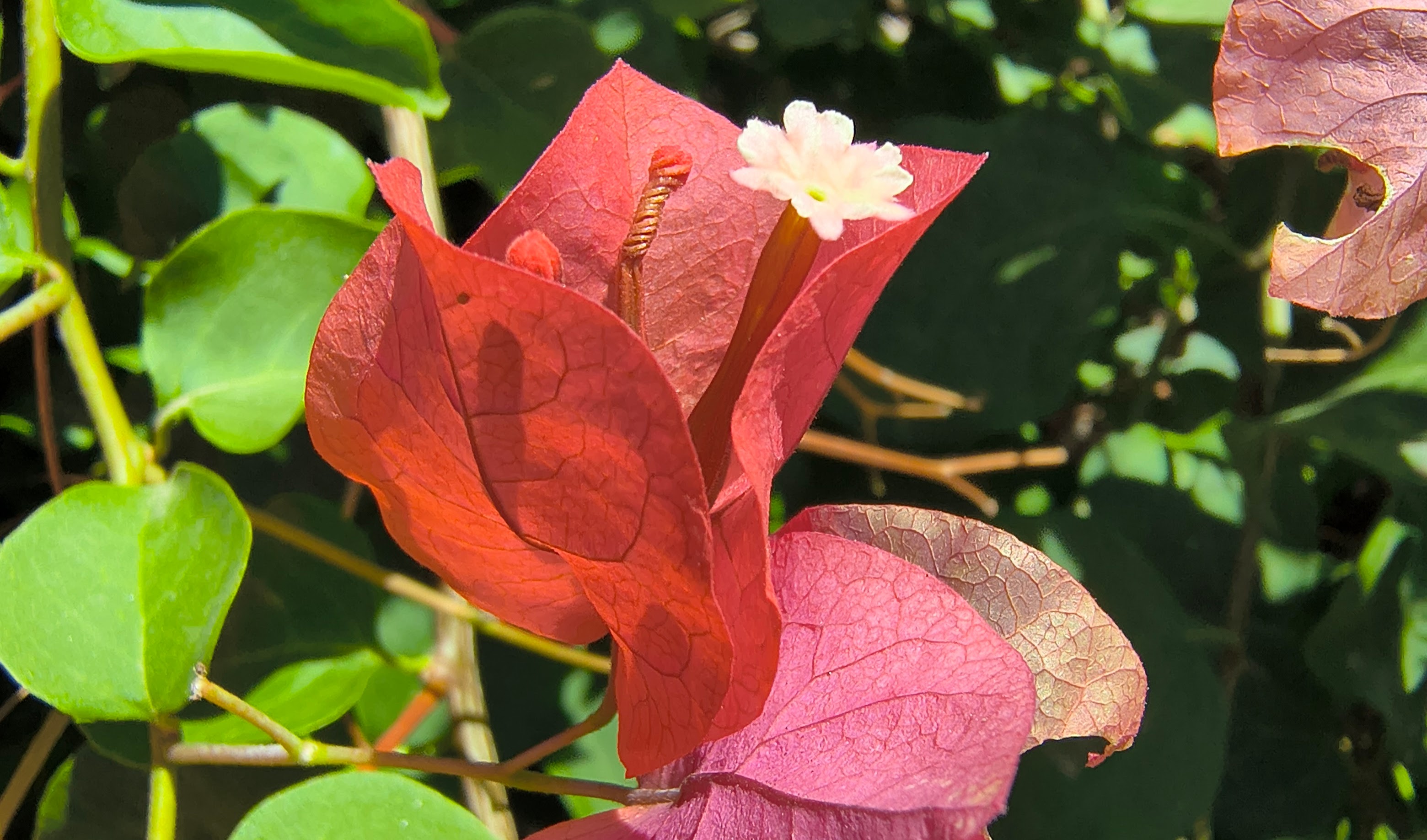 Photos captured with the Motorola Razr 2025.
