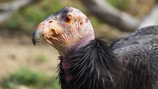 Critically endangered California condors (Gymnogyps californianus) can reproduce asexually, scientists recently discovered.
