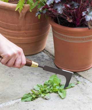 person using weeding toool to remove weeds from paving cracks on patio