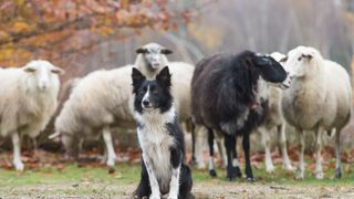 Border collie sitting in front of sheep