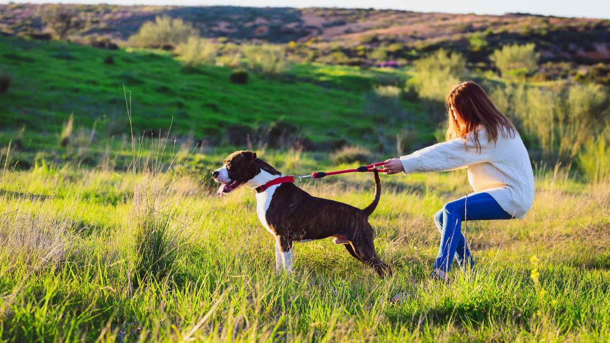 Dog pulling on leash