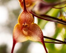 Monkey orchid flower Dracula simia
