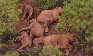 In this aerial photo from June 14, 2021, a herd of wild Asian elephants rests in Shijie Township of Yimen County, Yuxi City, southwest China's Yunnan Province.