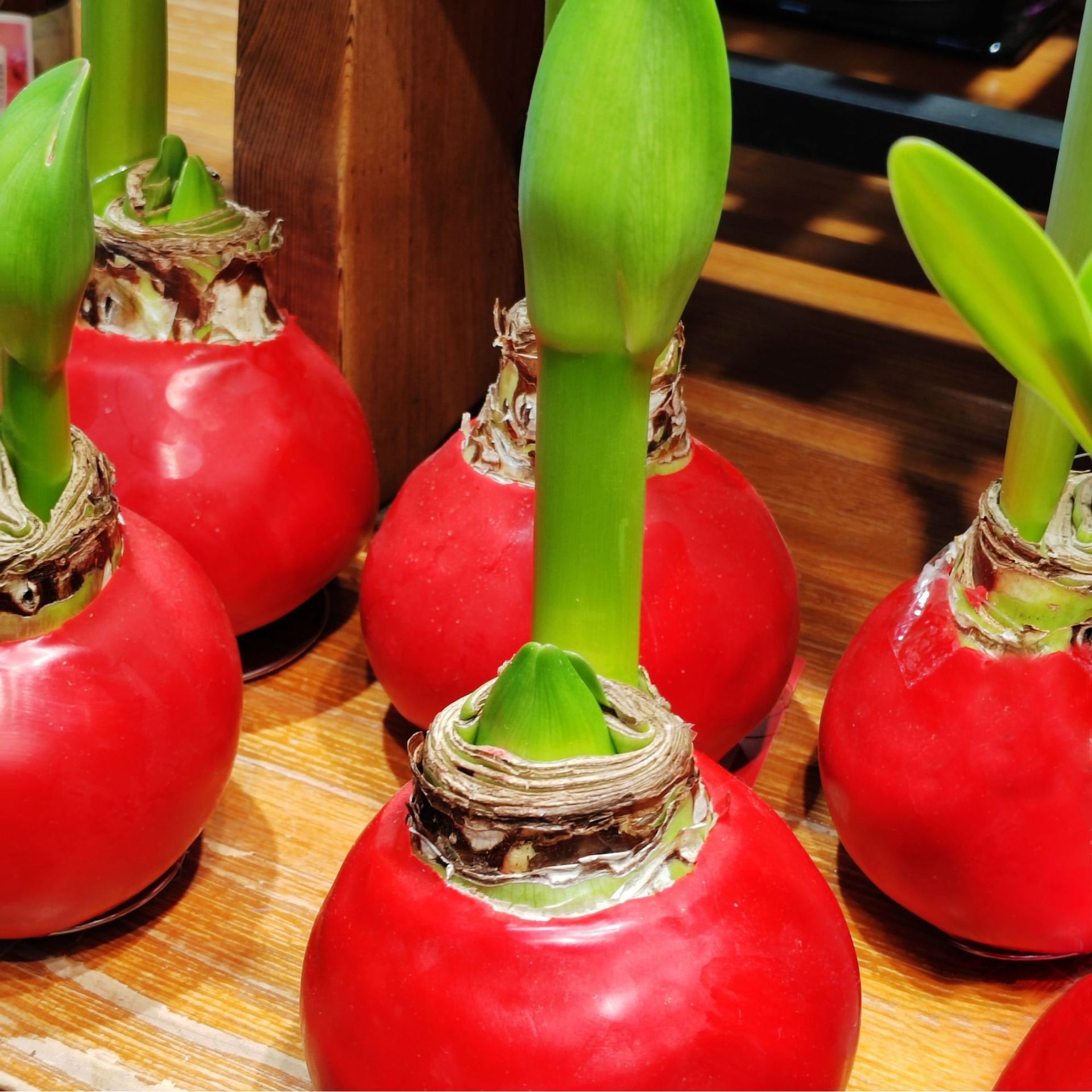 Red waxed amaryllis bulb