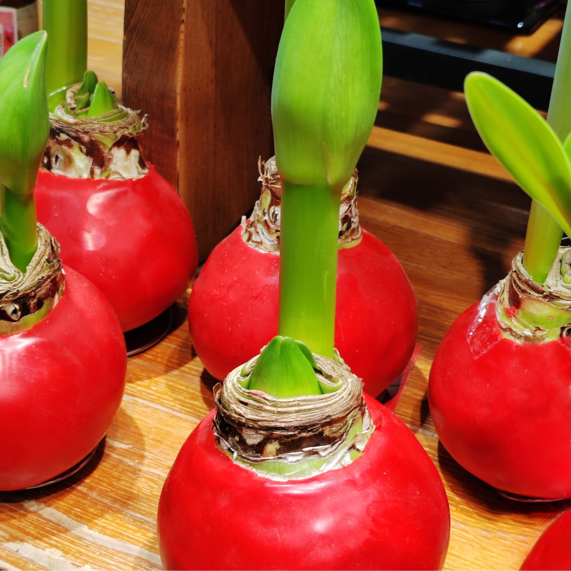 Red waxed amaryllis bulb