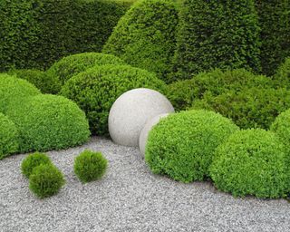 boxwood plants landscaped with gravel and boulders