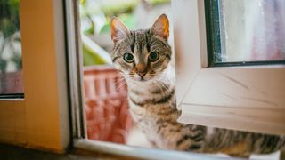 Cat peering through open door