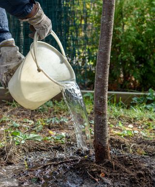 Watering a newly planted tree from a bucket