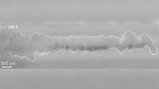 microscopic image shows a tube-like structure made from stem cells