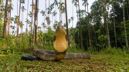 Snake with yellow belly in the woods.