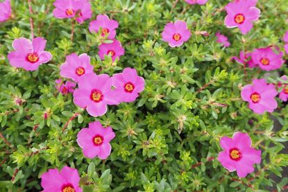 No Flowers On Moss Rose Plants: Reasons A Portulaca Won't Bloom