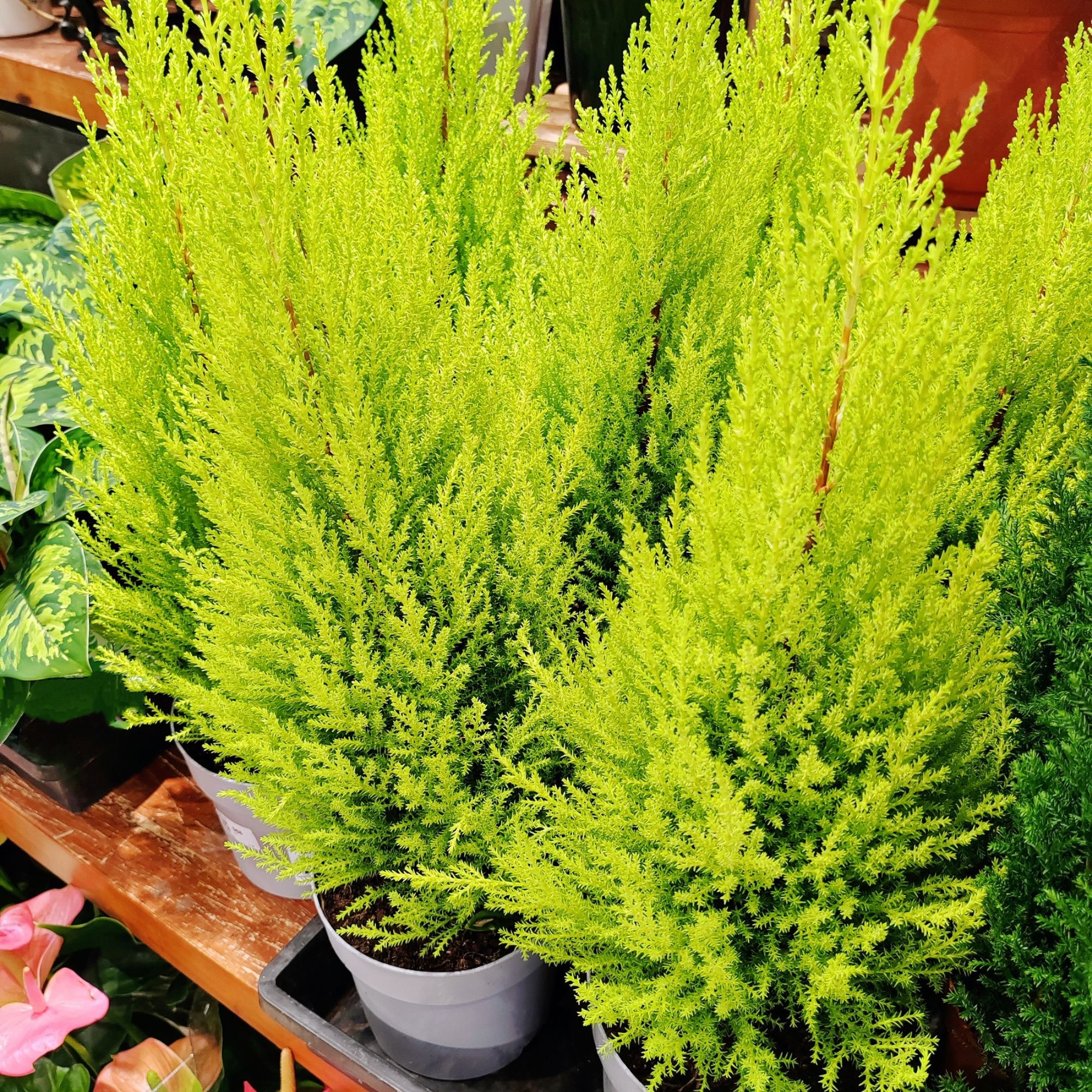 Lemon cypress shrubs in pots