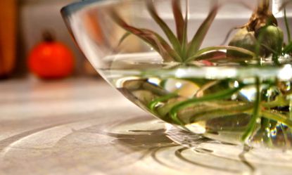 Air Plant In A Bowl Of Water