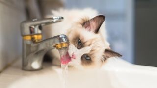 A ragdoll kitten drinking running water from the faucet in the bathroom