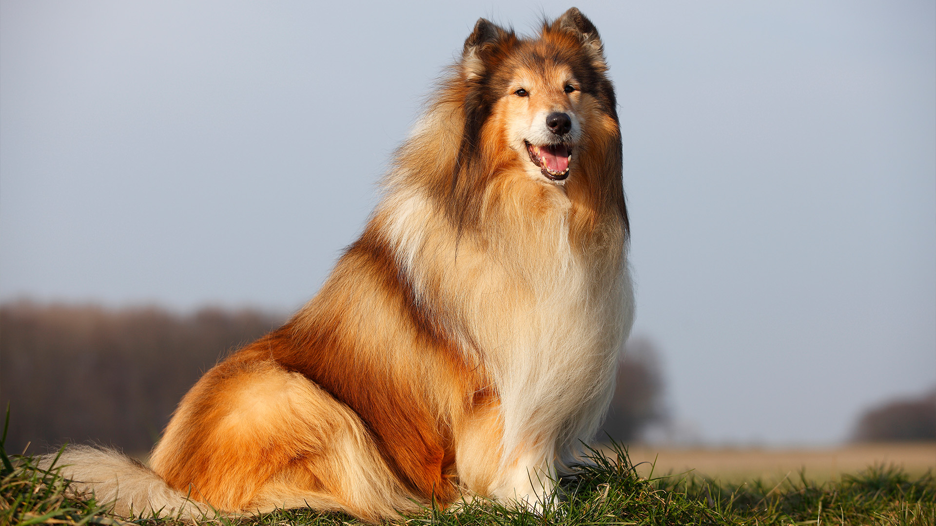 Rough collie