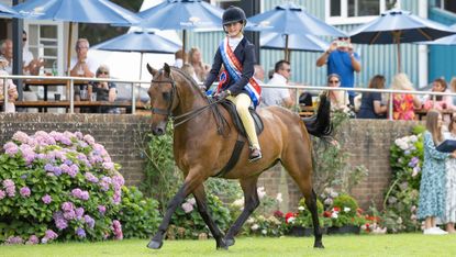 A bay show hunter pony trots around the main arena at Hickstead with its rider wearing a champion’s red white and blue sash and rosette.
