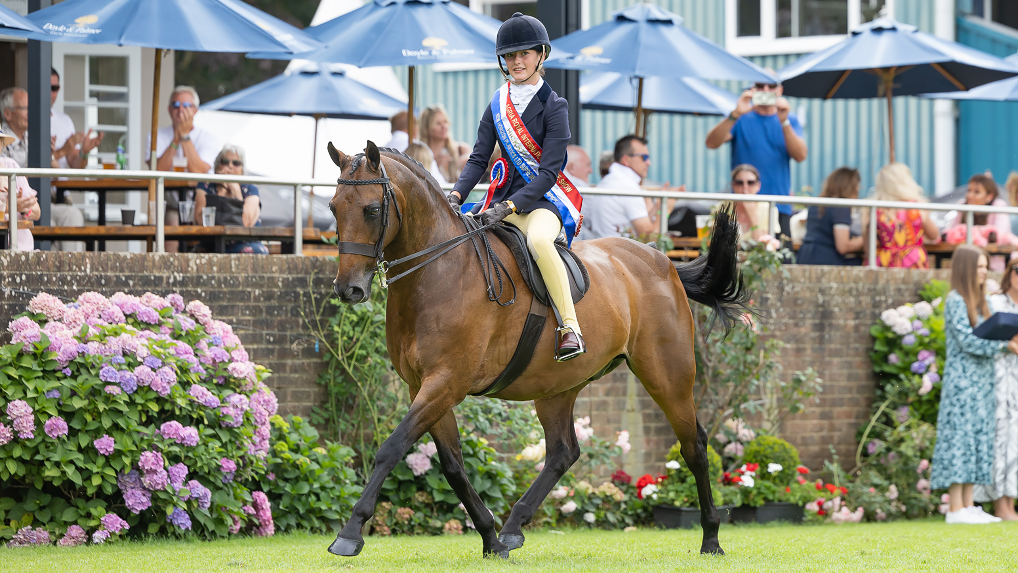 A bay show hunter pony trots around the main arena at Hickstead with its rider wearing a champion&rsquo;s red white and blue sash and rosette.