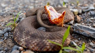 A western cottonmouth snake coiled up and displaying its white mouth on a rural road.