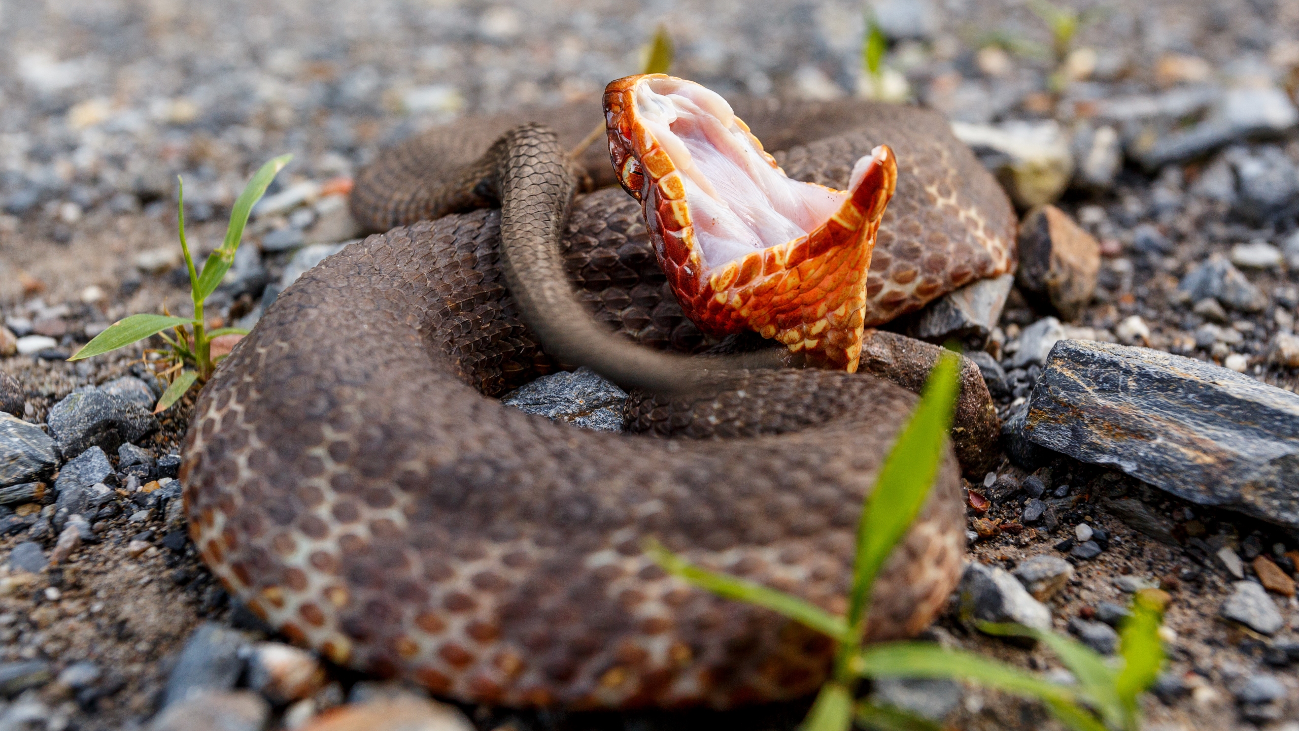 baby water moccasin snakes