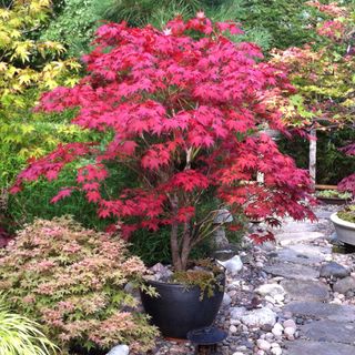 A Japanese maple tree in a garden