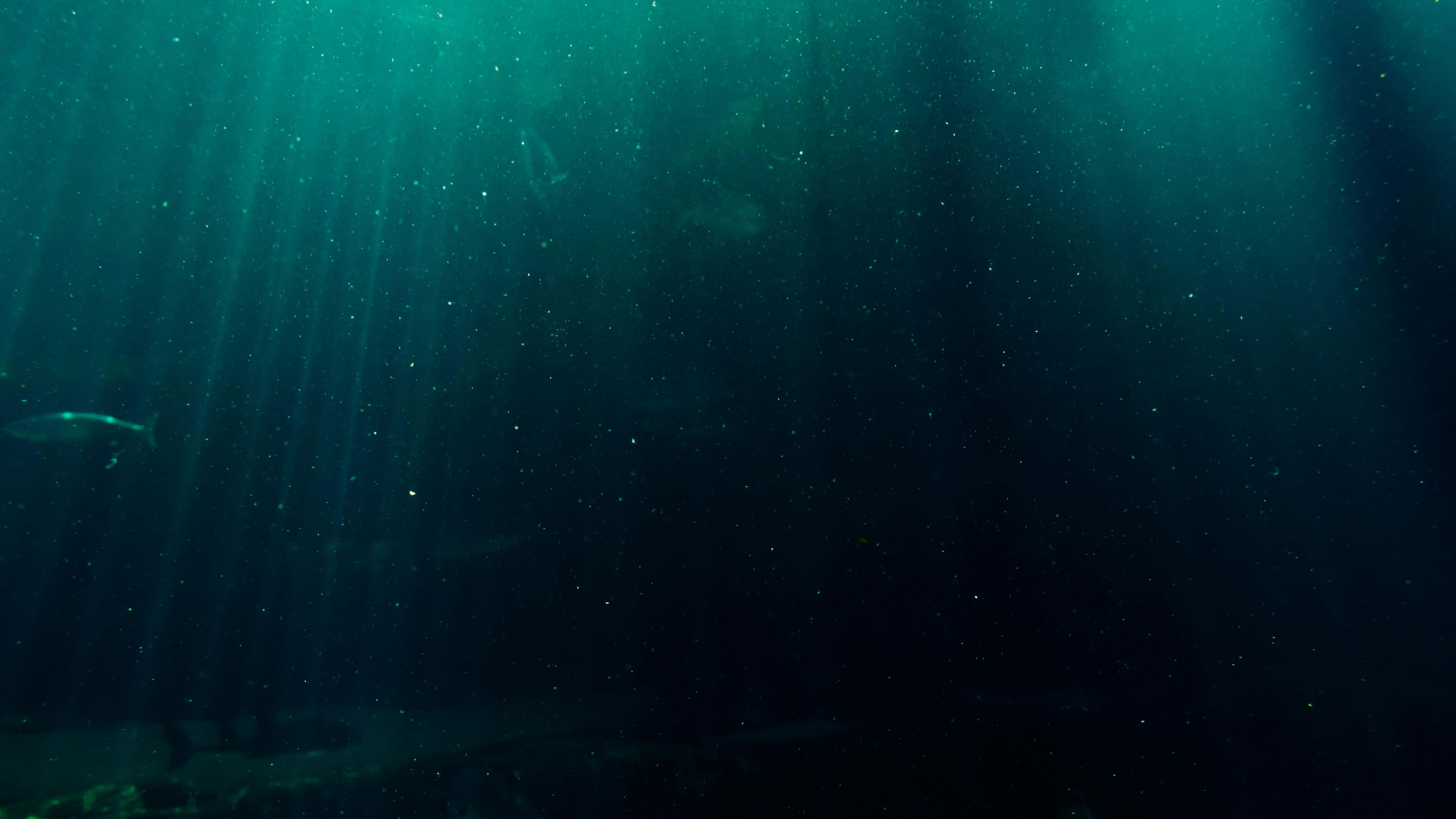 Camera dropped 1,054 meters into the eerie depths of the Caribbean Sea makes unexpected dogfish discovery