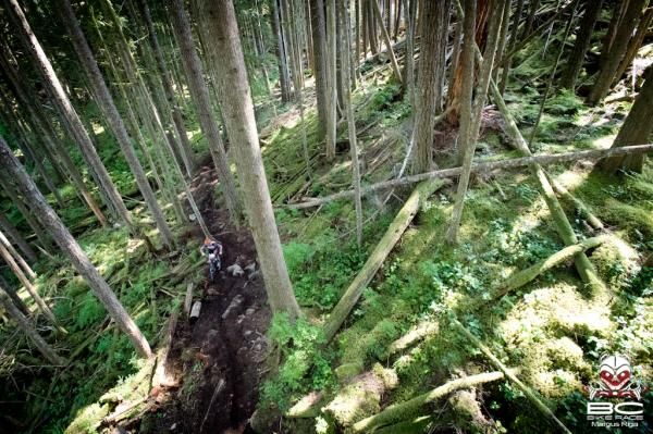 Racing through the trees