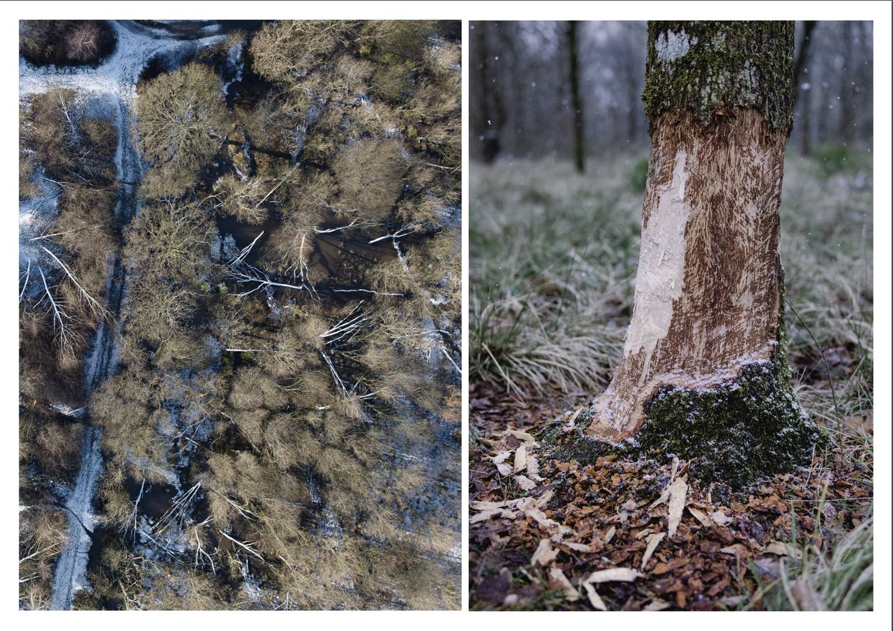 Tamara Stubbs' entry, 'Beaver Britannia - Beavers at Work; A Woodland Dammed, and Wetlands Forming'