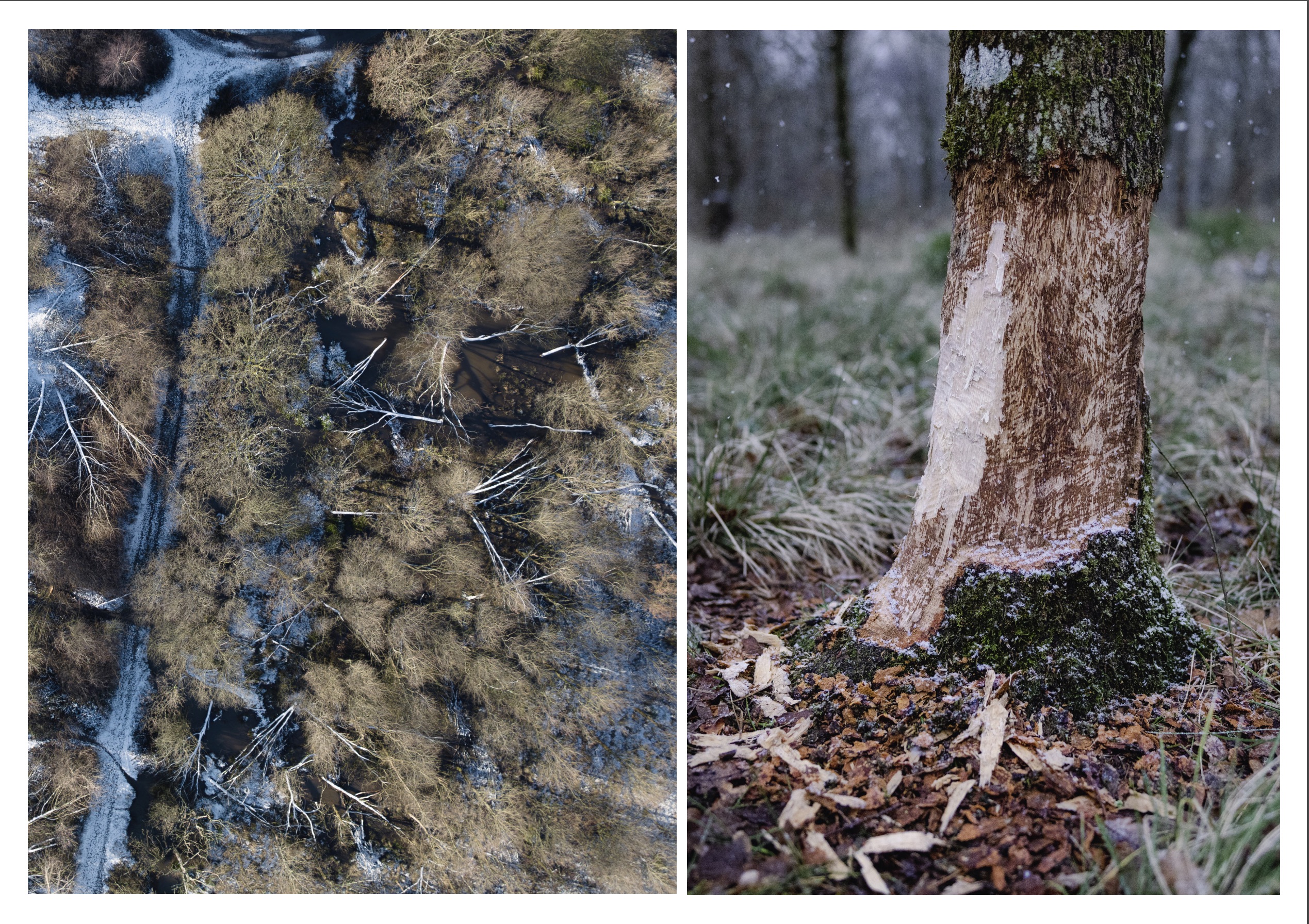 Tamara Stubbs' entry, 'Beaver Britannia - Beavers at Work; A Woodland Dammed, and Wetlands Forming'