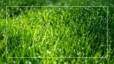 close up image of a lawn with water droplets in it