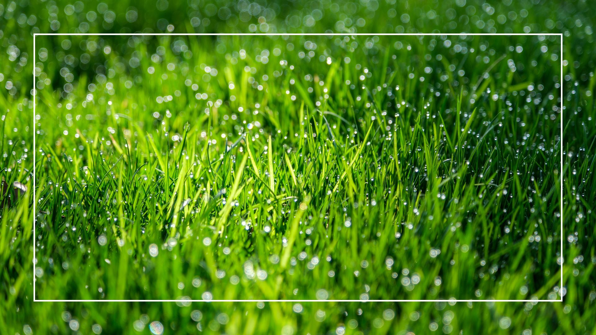 close up image of a lawn with water droplets in it 